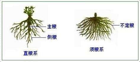 無樹根|植物根系確認